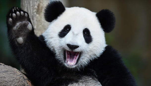 ../../_images/pandas.jpg